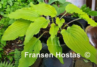 Hosta Valley's Love Birds