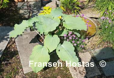 Hosta Valley's Love Buzz