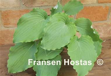 Hosta Valley's Love Buzz