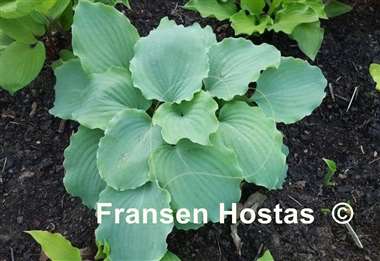 Hosta Valley's Love Buzz