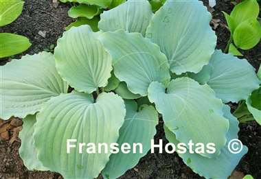 Hosta Valley's Love Buzz