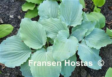 Hosta Valley's Love Buzz