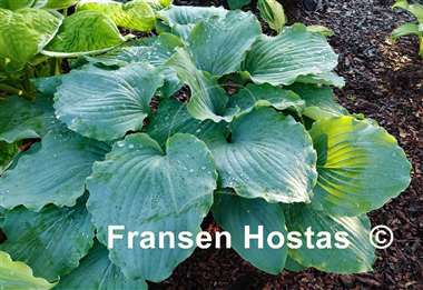 Hosta Valley's Love Buzz