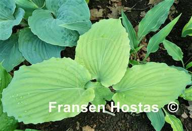 Hosta Valley's Matador