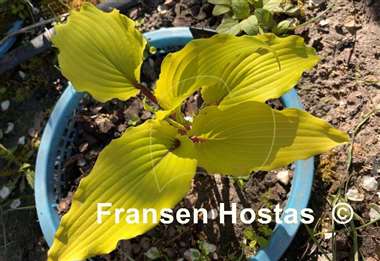Hosta Valley's Pavlova