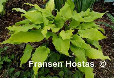 Hosta Valley's Pavlova