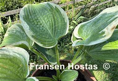 Hosta Valley's Peptalk