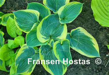 Hosta Valley's Peptalk