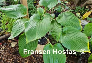 Hosta Valley's Pycno 348