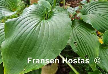 Hosta Valley's Pycno 348