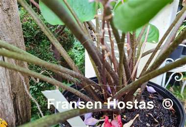 Hosta Valley's Red Dad