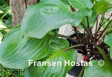 Hosta Valley's Red Dad