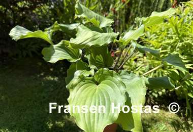 Hosta Valley's Rodeo