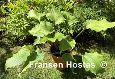 Hosta Valley's Rodeo