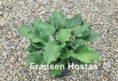 Hosta Valley's Rodeo