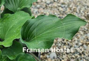 Hosta Valley's Rodeo