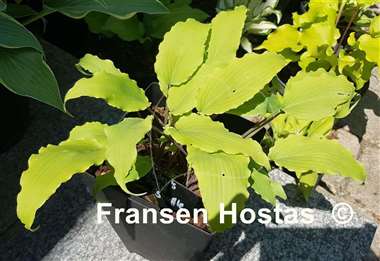 Hosta Valley's Ruffle Shuffle