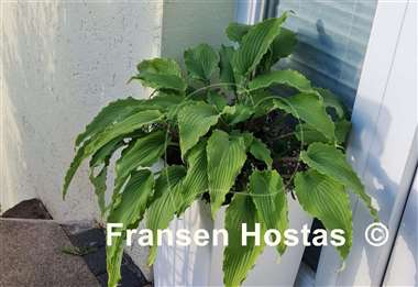 Hosta Valley's Ruffle Shuffle