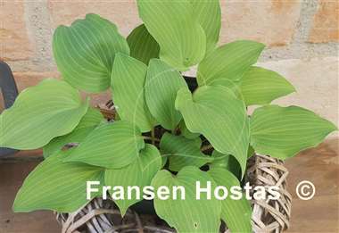Hosta Valley's Sand Dance