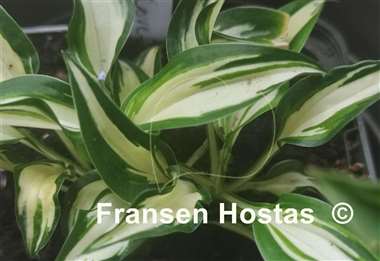 Hosta Valley's Secret Cove