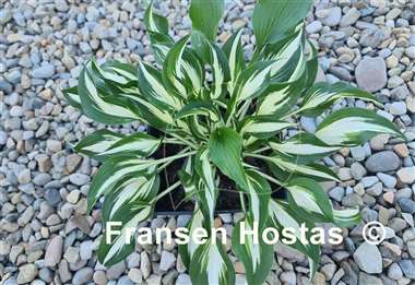 Hosta Valley's Secret Cove