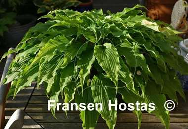 Hosta Valley's Tonkatsu