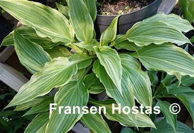 Hosta Valley's Top