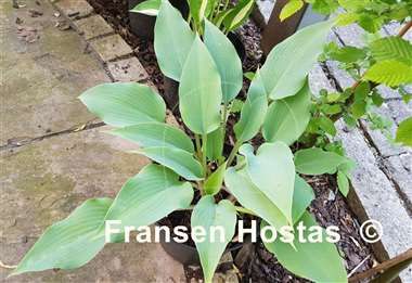 Hosta Valley's Vanilla Blue