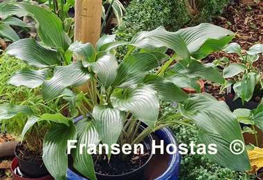 Hosta Valley's Vanilla Blue