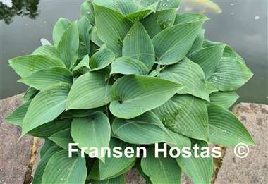 Hosta Valley's Vanilla Sticks