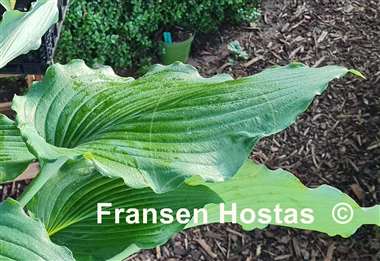 Hosta Valley's Wave Ripple