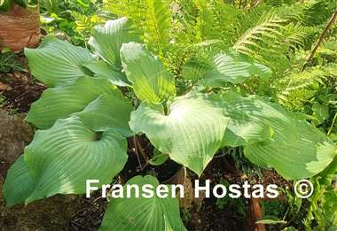 Hosta Valley's White Suit