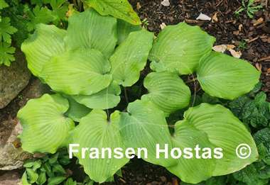 Hosta Valley's White Suit