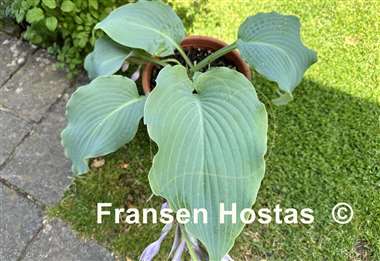 Hosta Valyrian Steel