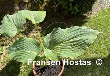 Hosta Valyrian Steel