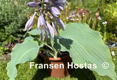 Hosta Valyrian Steel