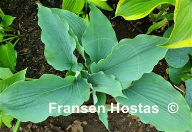 Hosta Valyrian Steel