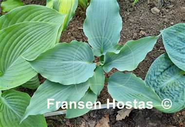 Hosta Valyrian Steel