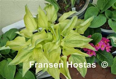 Hosta Vermont Frost