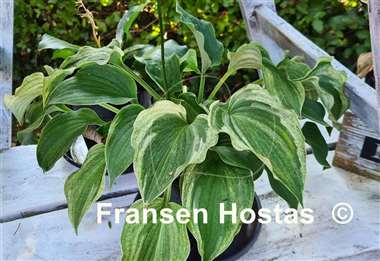 Hosta Vermont Frost