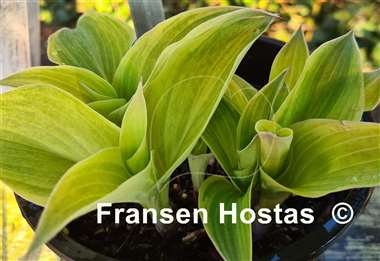 Hosta Vermont Frost