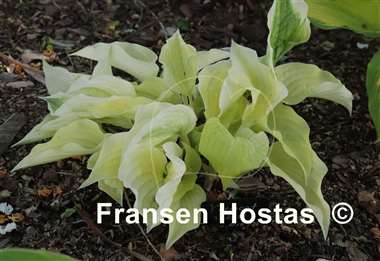 Hosta Vermont Frost