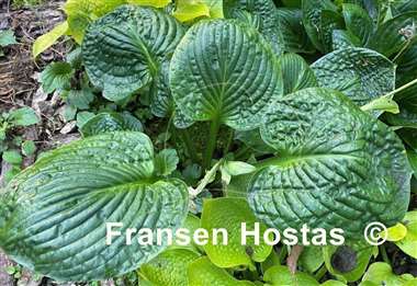 Hosta Vicar's Mead