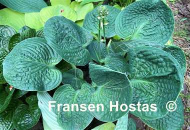 Hosta Vicar's Mead