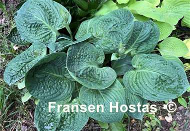 Hosta Vicar's Mead