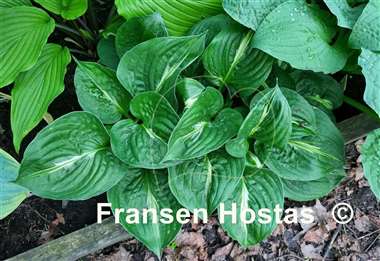 Hosta Victor