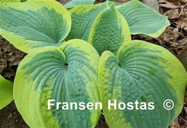 Hosta Victory Lap