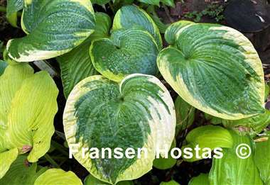 Hosta Victory Lap