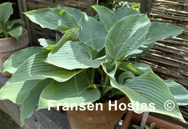 Hosta Viking Ship