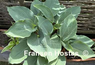 Hosta Viking Ship